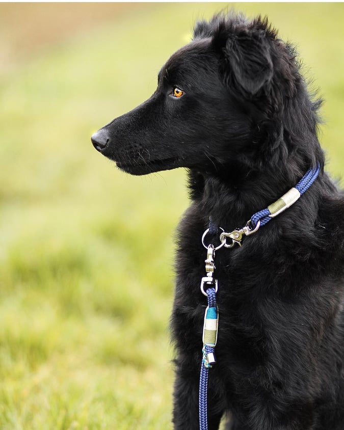 Hundeleine "Blue Forest"