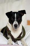 Hundeleine "Olive Brown"